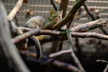 Ceylon cat bred in captivity.
