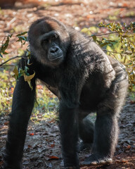 Adult Gorilla in Outdoor Habitat 