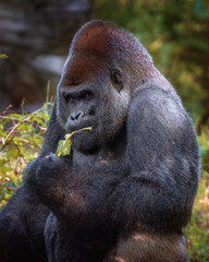 Adult Gorilla in Outdoor Habitat 