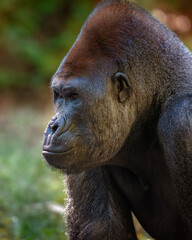 Adult Gorilla in Outdoor Habitat 