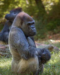 Adult Gorilla in Outdoor Habitat 