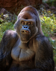 Adult Gorilla in Outdoor Habitat 