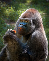 Adult Gorilla in Outdoor Habitat 
