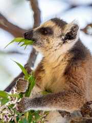 Fototapeta premium Katta