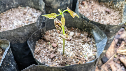 Close-up view of a Theobroma cacao tree or cacao seedling. sowing by farmers in kolibet or pots. Selective focus