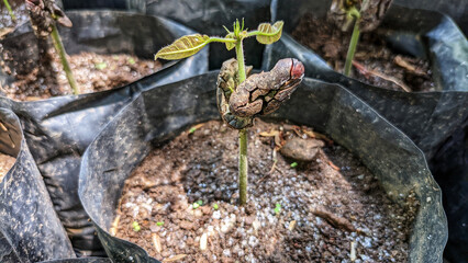 Close-up view of a Theobroma cacao tree or cacao seedling. sowing by farmers in kolibet or pots. Selective focus