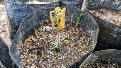 Close-up view of a Theobroma cacao tree or cacao seedling. sowing by farmers in kolibet or pots. Selective focus