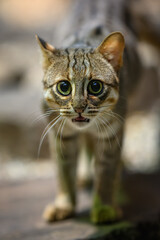 Ceylon cat bred in captivity.
