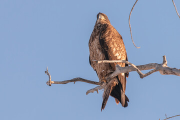 Bald eagle juvenile on branch 2