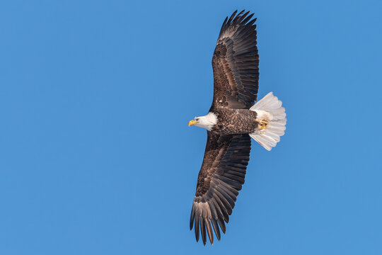 Bald eagle adult in flight against blue sky 1