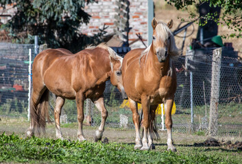 Zwei Haflinger Pferde auf einer Koppel auf dem Land