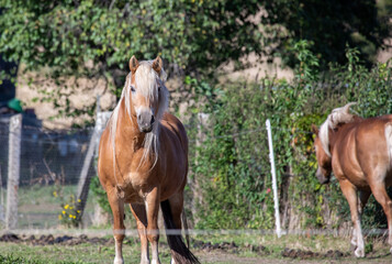 Zwei Haflinger Pferde auf einer Koppel auf dem Land