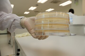 Scientist holding drug resistance in petri dish experiments to combat antibiotic resistance s for...