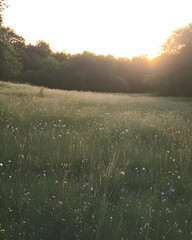 Golden sunset over a field of wildflowers.