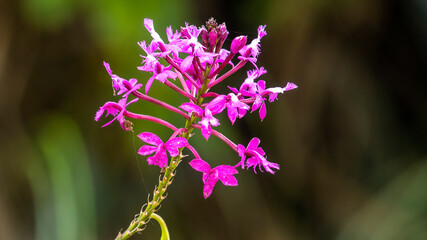 Wild orchid Epidendrum secundum in nature