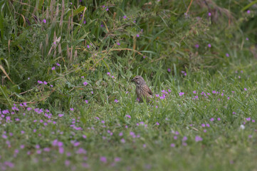 Carduelis cannabina - Eurasian Linnet - Linotte mélodieuse