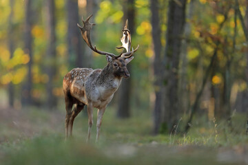Daniel zwyczajny (Dama dama) © Bartosz Rakoczy