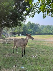 Nilgai in a Grassy Field