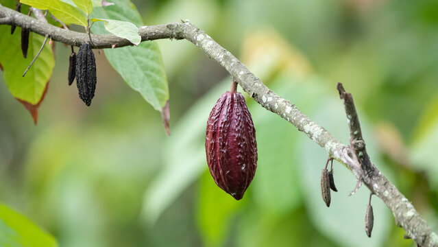 Trinitario cocoa (Theobroma cacao) pods on Sumatra, Indonesia