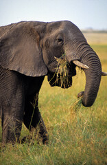 Obraz premium Eléphant d'Afrique, Loxodonta africana, Parc national de Masai Mara, Kenya