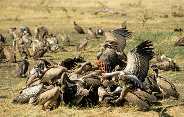 Vautour de Rüppell,.Gyps rueppelli , Rüppell's Vulture, Vautour africain,.Gyps africanus, White backed Vulture, Parc national du Serengeti, Tanzanie