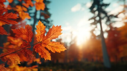Close-up of a vibrant orange maple leaf in a forest during autumn with the sun shining through the trees.