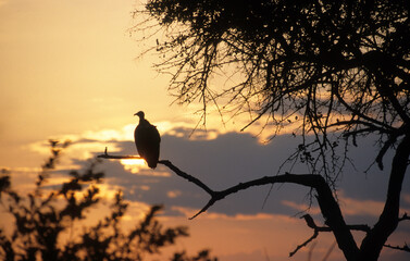 coucher de soleil, Vautour africain,.Gyps africanus, White backed Vulture, Parc national du Serengeti, Tanzanie