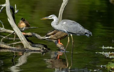 Héron cendré, Ardea cinerea, Grey Heron