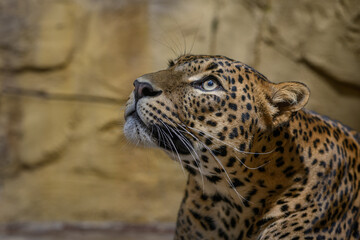 Ceylon leopard in head detail.
