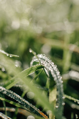 Taufrische Grashalme im Detail mit sanftem Bokeh