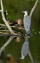 Héron cendré, Ardea cinerea, Grey Heron
