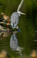 Héron cendré, Ardea cinerea, Grey Heron