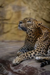 Ceylon leopard in head detail.
