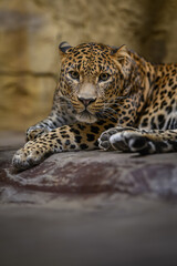 Ceylon leopard in head detail.
