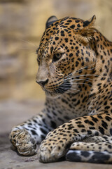 Ceylon leopard in head detail.
