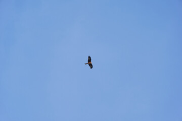Red kite circling in the sky with blue sky background at Swiss City of Zürich on a sunny autumn afternoon. Photo taken November 6th 2024, Zurich, Switzerland.
