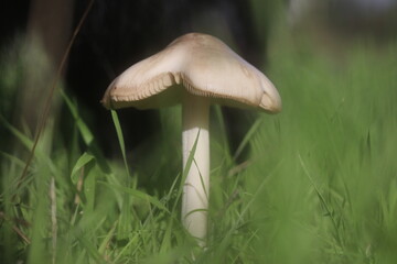 FloresDeOutono_Ed_06_11_24 