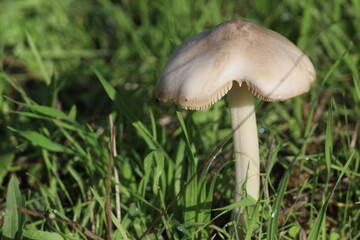 FloresDeOutono_Ed_06_11_24 