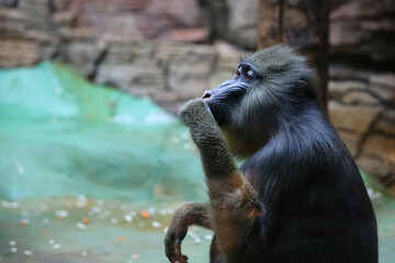 The mandrill monkey in the zoo enclosure