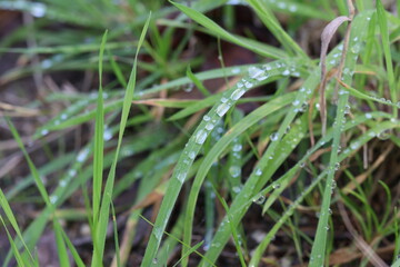 FloresDeOutono_Ed_06_11_24 