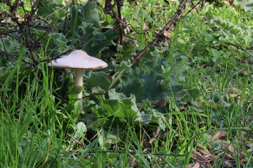 FloresDeOutono_Ed_06_11_24 