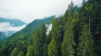 Obraz premium Lush green forest with towering trees shrouded in mist, surrounded by mountains and clouds, creating a serene and tranquil natural landscape.