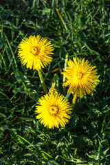 Three yellow dandelion flowers on the meadow - vertical