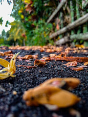 autumn leaves on the ground