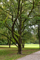 Fototapeta premium Autumn view of the Luitpold park near Olympic Park in Munich, Bavaria, Germany