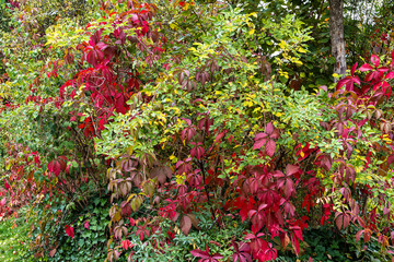 Autumn view of the Luitpold park near Olympic Park in Munich, Bavaria, Germany