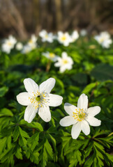 Underwood anemone is a perennial plant that grows in sparse forests, on forest slopes and in mountain meadows.