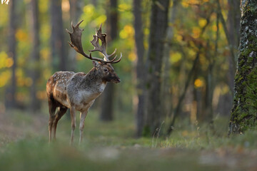 Daniel zwyczajny (Dama dama) © Bartosz Rakoczy