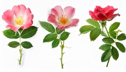 Collection of wild rose branch isolate on White background