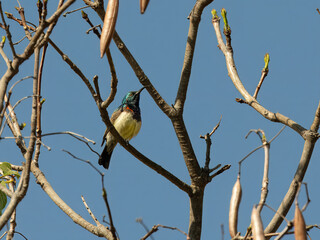 Ziernektarvogel © Peter